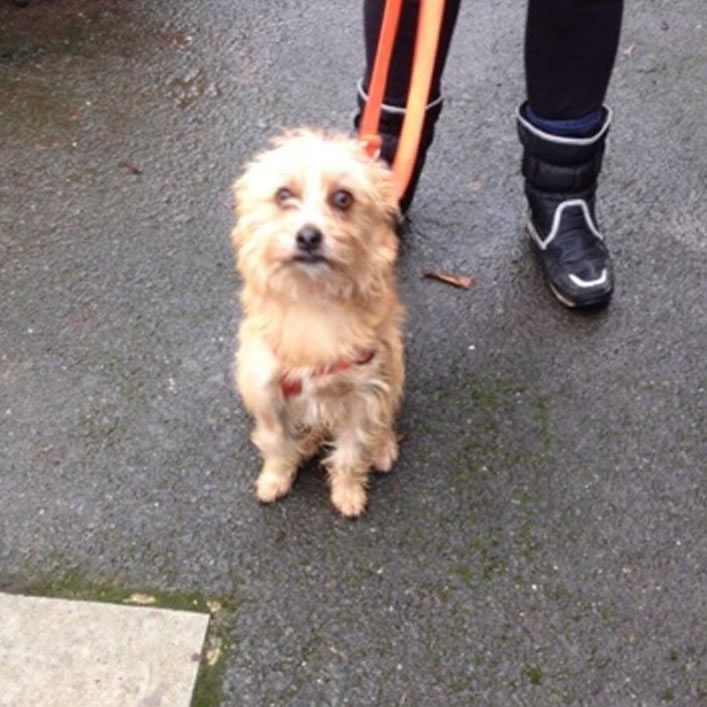 Sheffield Dog Rescue Image