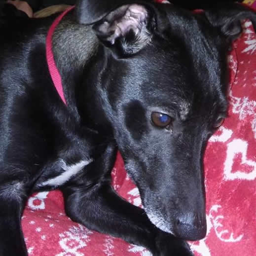 Sheffield Dog Rescue Image