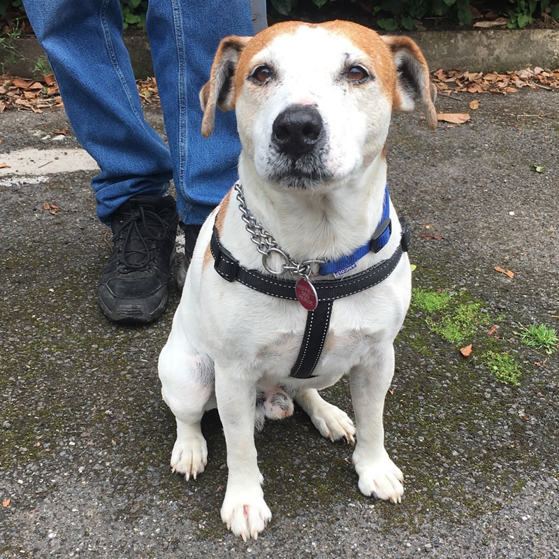 Rodger – Sheffield Dog Rescue