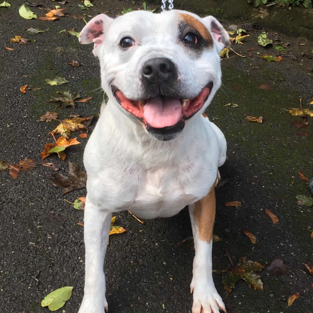 Spot – Sheffield Dog Rescue
