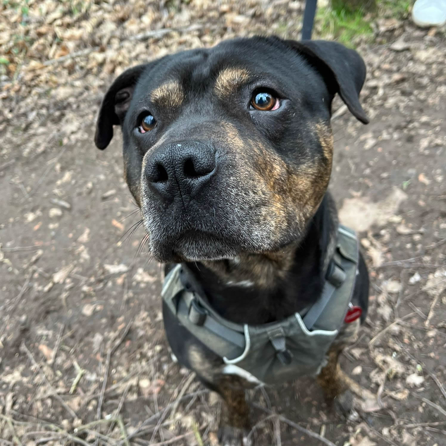 Sheffield Dog Rescue Image