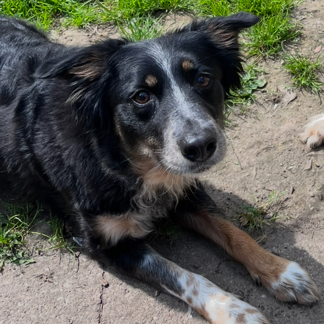 Sheffield Dog Rescue Image