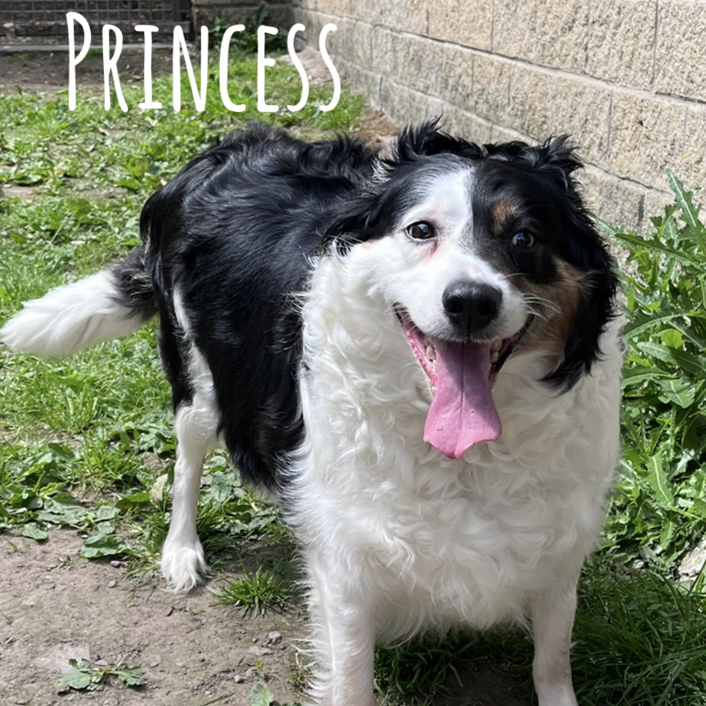 Sheffield Dog Rescue Image